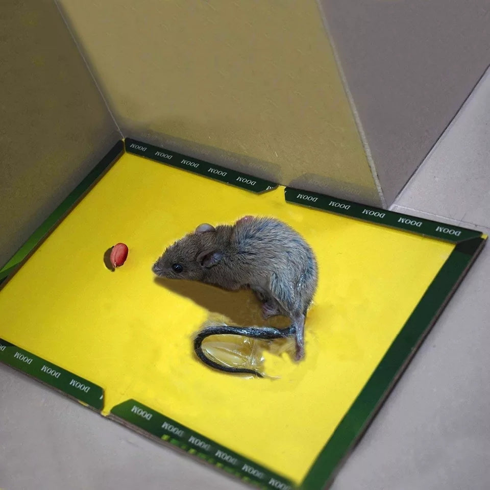 Mouse And Rat Glue Board Book Type