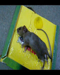 Reusable Expert Mouse Amp Rat Glue Trap Heavy Duty Strong Adhesive Pre Baited Non Toxic Odorless Child Safe Pest Control For Rodents Insects And Bugs