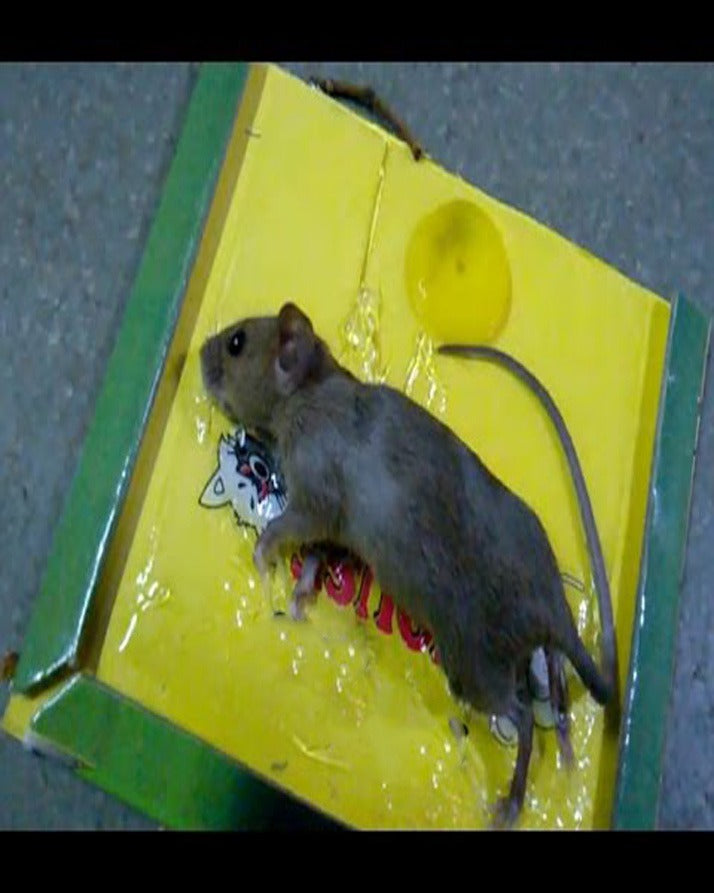 Reusable Expert Mouse Amp Rat Glue Trap Heavy Duty Strong Adhesive Pre Baited Non Toxic Odorless Child Safe Pest Control For Rodents Insects And Bugs